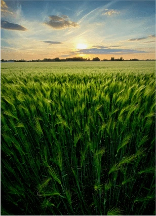 Agricultural FERTILISERS